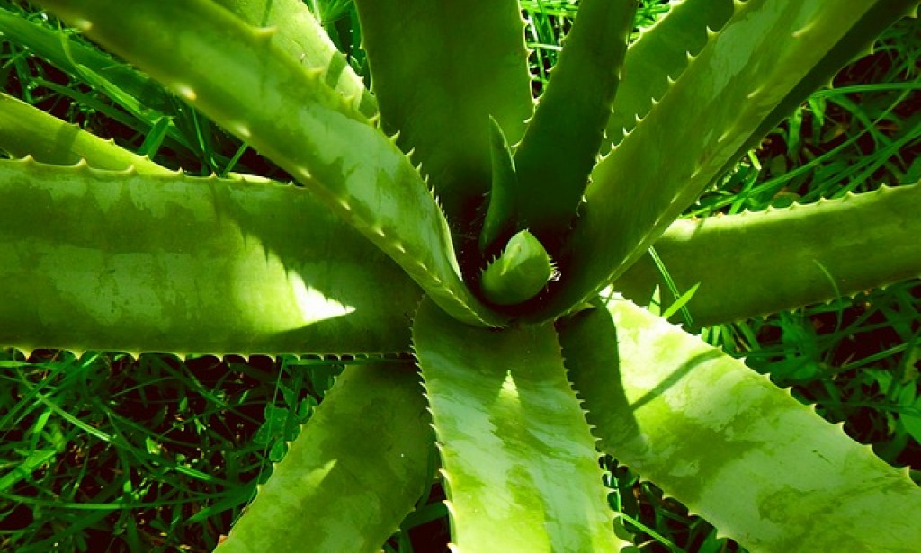 Aloe Vera has Herbal and Medicinal Importance