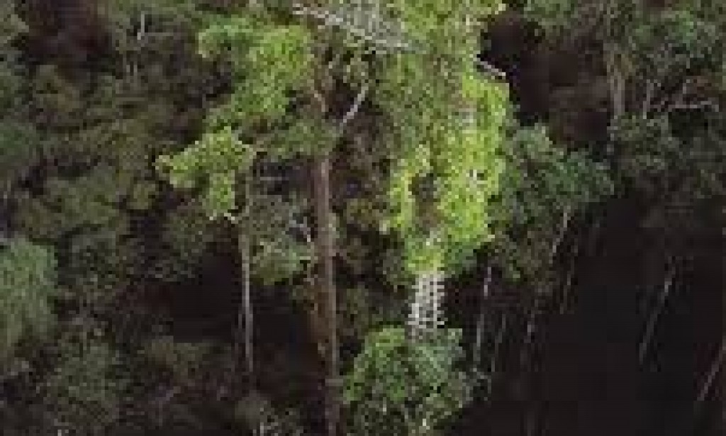 Korowai clan: The tribe where people live in trees.