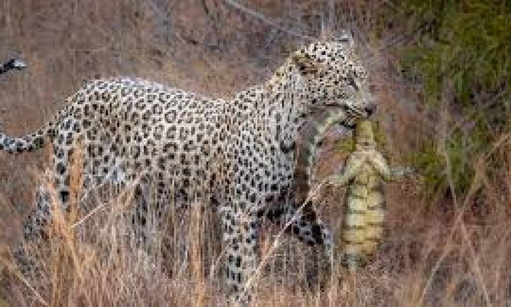 Àmòtékùn : The African Leopardess Queen