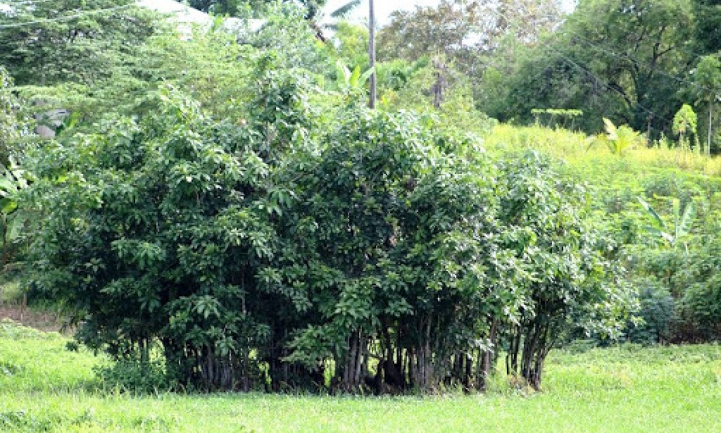 Mystique of CAMPO: The Tales of PUTAT