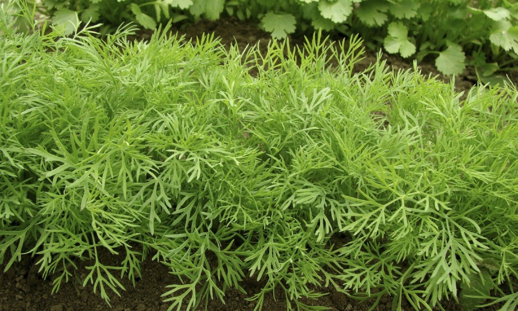 INDIAN SPICES : DILL - A SOOTHING SPICE
