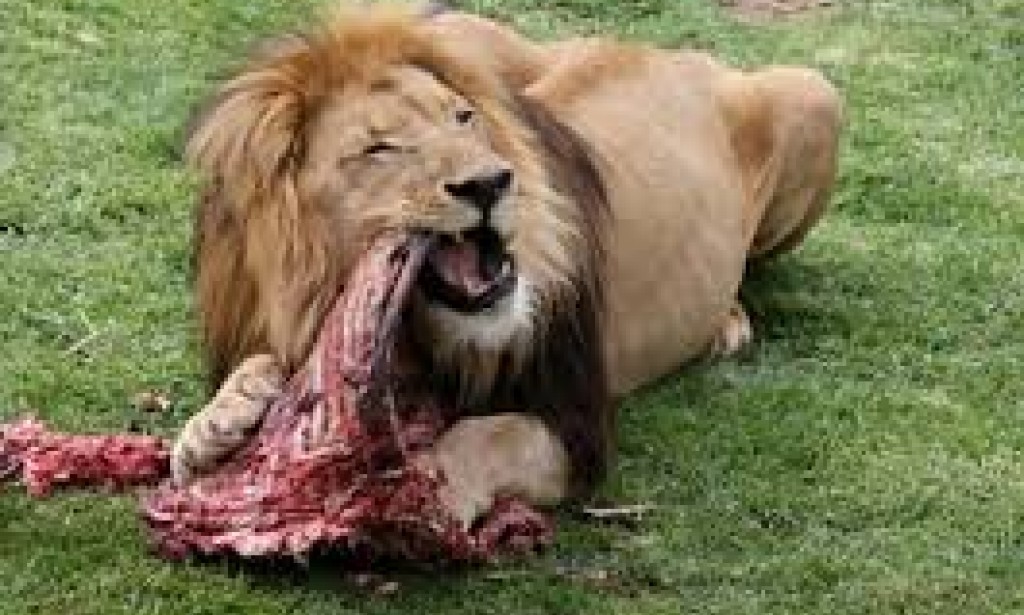 BOKO HARAM REHABILITATION: Learning From "Wisdom" of The Fools  -  By Tunji Ajayi