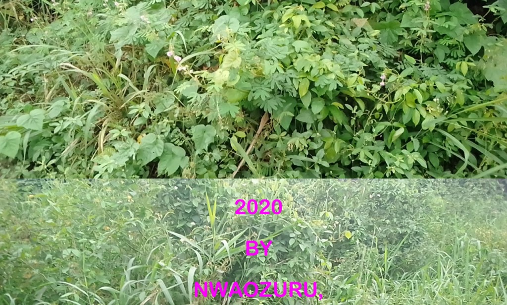 BIBLICAL SUPPORT TO THE USE OF PLANTS FOR  MEDICINAL PURPOSES: IN AFRICAN PERSPECTIVE 2020