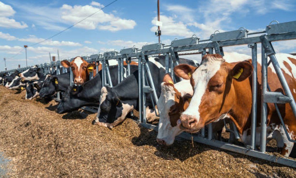 THE UNSAVOURY TALES OF TWO MOHAMMEDS: Bala’s Gaffe in a Medley of Buhari’s Subterfuge  - By 'Tunji Ajayi