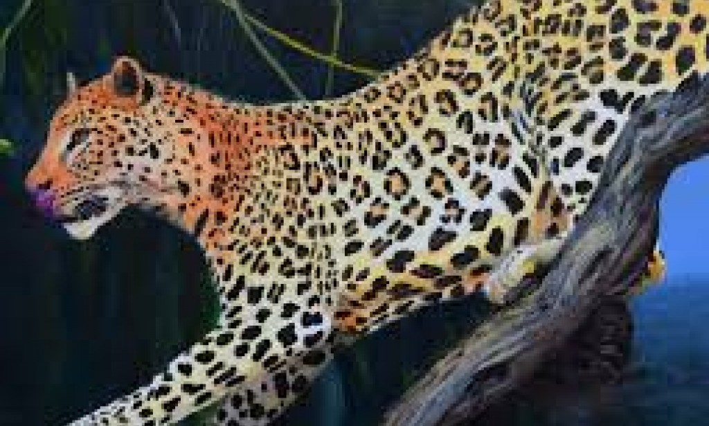 A LEOPARD IN HIS FAMILIAR TOGA:   Pulling a Nation Into The Jungle by a Converted Democrat  - By Tunji Ajayi