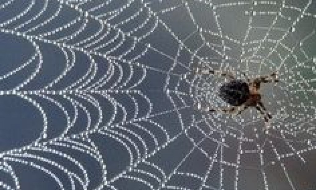 IGBOHO & OUR JOURNALISTS IN EYE OF THE STORM:  . . .  Gadding between Cobweb Laws & Gliding into Dictatorship - By Tunji Ajayi