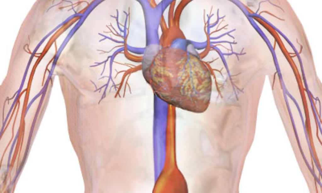 What is an Aortic Aneurysm, and how can it be treated?